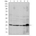 anti-HYAL1 antibody (Hyaluronidase-1) (N-Term)