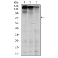 anti-HYAL1 antibody (Hyaluronidase-1) (N-Term)