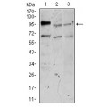 anti-HYAL1 antibody (Hyaluronidase-1) (N-Term)