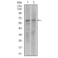 anti-HYAL1 antibody (Hyaluronidase-1) (N-Term)