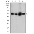 anti-HYAL1 antibody (Hyaluronidase-1) (N-Term)