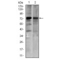anti-HYAL1 antibody (Hyaluronidase-1) (N-Term)