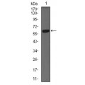 anti-HYAL1 antibody (Hyaluronidase-1) (N-Term)