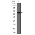 anti-HYAL1 antibody (Hyaluronidase-1) (N-Term)