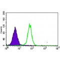 anti-HYAL1 antibody (Hyaluronidase-1) (N-Term)