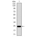 anti-HYAL1 antibody (Hyaluronidase-1) (N-Term)