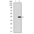 anti-HYAL1 antibody (Hyaluronidase-1) (N-Term)