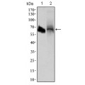 anti-HYAL1 antibody (Hyaluronidase-1) (N-Term)