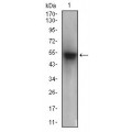 anti-HYAL1 antibody (Hyaluronidase-1) (N-Term)