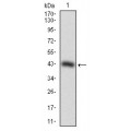 anti-HYAL1 antibody (Hyaluronidase-1) (N-Term)
