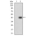 anti-HYAL1 antibody (Hyaluronidase-1) (N-Term)