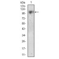 anti-HYAL1 antibody (Hyaluronidase-1) (N-Term)