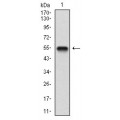 anti-HYAL1 antibody (Hyaluronidase-1) (N-Term)