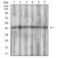 anti-HYAL1 antibody (Hyaluronidase-1) (N-Term)