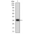 anti-HYAL1 antibody (Hyaluronidase-1) (N-Term)