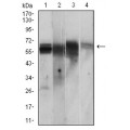 anti-HYAL1 antibody (Hyaluronidase-1) (N-Term)