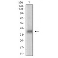 anti-HYAL1 antibody (Hyaluronidase-1) (N-Term)