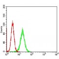 anti-HYAL1 antibody (Hyaluronidase-1) (N-Term)