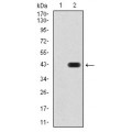 anti-HYAL1 antibody (Hyaluronidase-1) (N-Term)