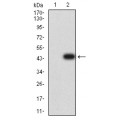 anti-HYAL1 antibody (Hyaluronidase-1) (N-Term)