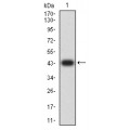 anti-HYAL1 antibody (Hyaluronidase-1) (N-Term)