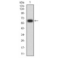 anti-HYAL1 antibody (Hyaluronidase-1) (N-Term)