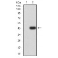 anti-HYAL1 antibody (Hyaluronidase-1) (N-Term)
