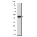 anti-HYAL1 antibody (Hyaluronidase-1) (N-Term)