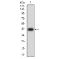 anti-HYAL1 antibody (Hyaluronidase-1) (N-Term)