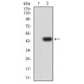 anti-HYAL1 antibody (Hyaluronidase-1) (N-Term)
