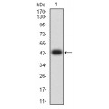 anti-HYAL1 antibody (Hyaluronidase-1) (N-Term)