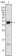 Androgen receptor Primary Antibody MP30007 [M2H8]