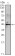 INHA Primary Antibody MP30113 [M4E2]