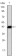 CD247 Primary Antibody MP30017 [M4B10]