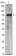 CRTC1 Primary Antibody MP30075 [M1B5]