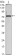 KLHL22 Primary Antibody MP30109 [M7B10]