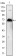 KLHL1 Primary Antibody MP30110 [M3A8]