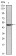 Oct4  Primary Antibody MP30119 [M7E7]