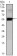 PAX6 Primary Antibody MP30066 [M1C8]
