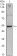 IL34 Primary Antibody MP30071 [M1D12]