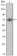 ZBTB16 Primary Antibody MP30076 [M5B3]