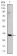 SNAI1 Primary Antibody MP30145 [M6D2]