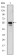 RUNX1 Primary Antibody MP30171 [M5A1]