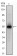 MSI1 Primary Antibody MP30177 [M2A12]