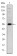 LHX2 Primary Antibody MP30191 [M6G2]