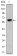OTX2 Primary Antibody MP30218 [M1H12G8B2]