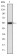 MAP3K5 Primary Antibody MP30225 [M2E4]