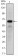 PTH1R Primary Antibody MP30085 [M4D2]