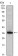 SCGB2A2 Primary Antibody MP30126 [M3C8]