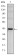 CD94 Primary Antibody MP30175 [M3G2]